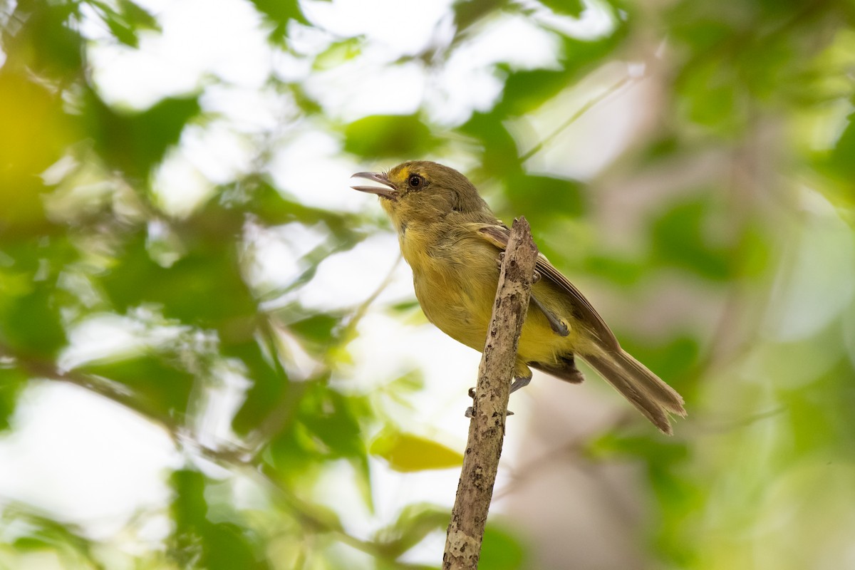 Mangrove Vireo - ML641662113