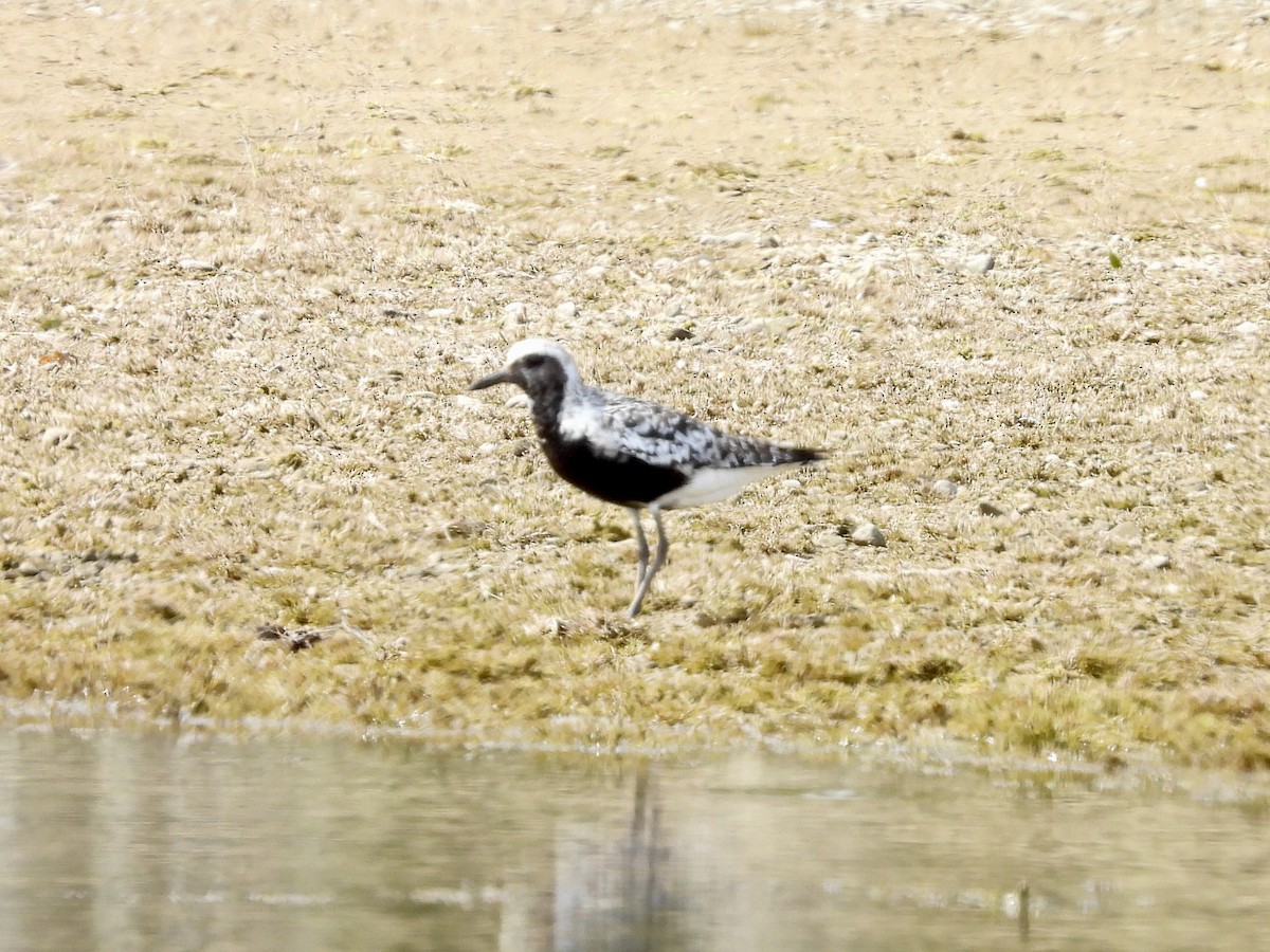 Black-bellied Plover - ML641662131