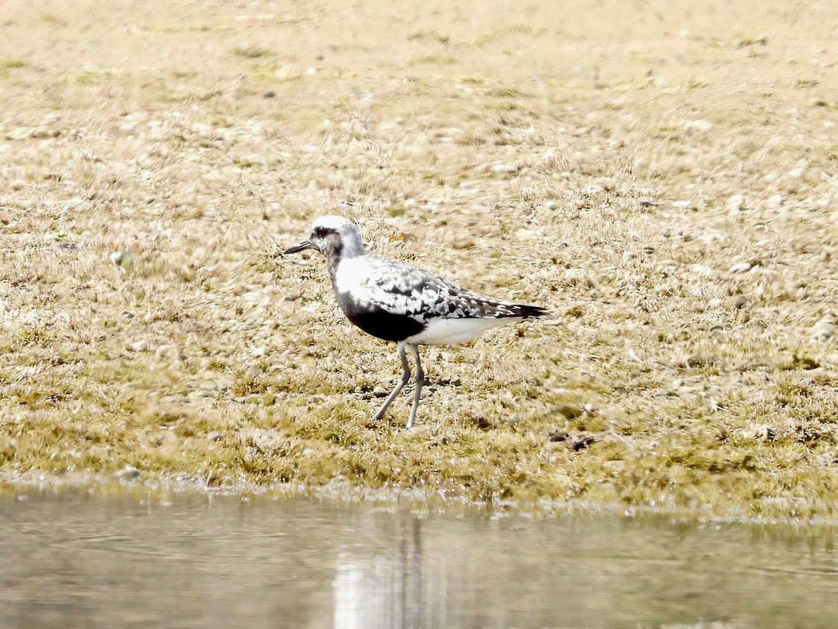 Black-bellied Plover - ML641662133