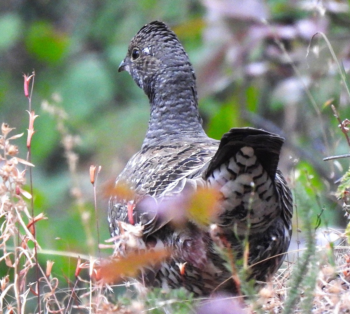 Dusky Grouse - ML641662161