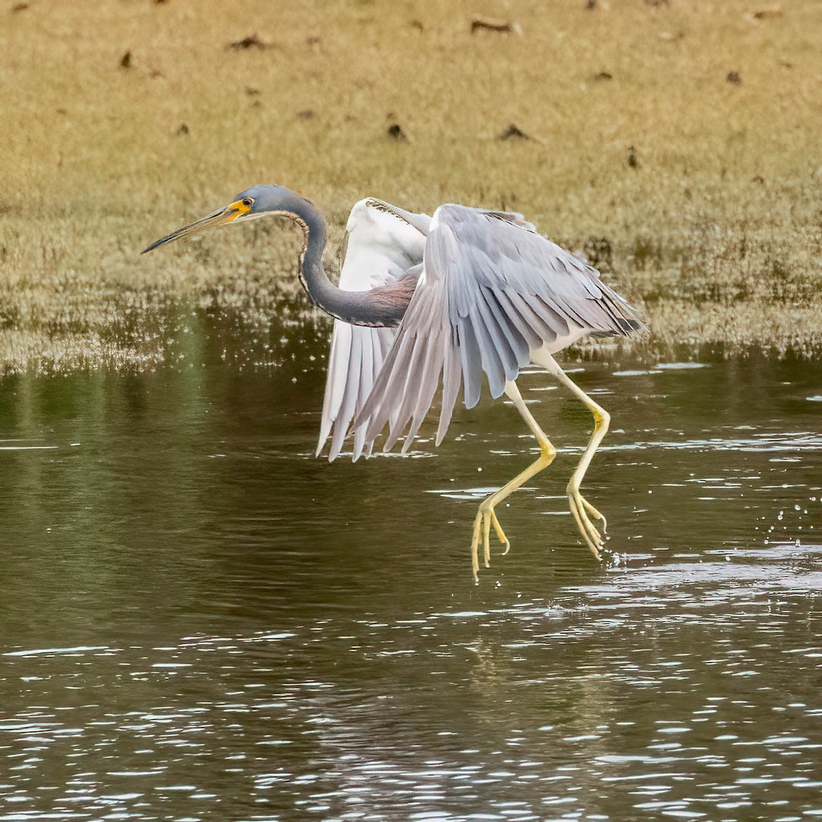 Tricolored Heron - ML641662175