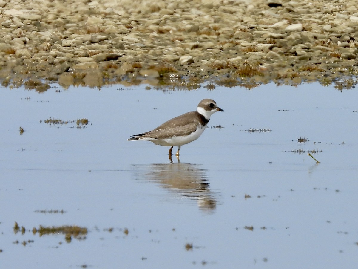 Semipalmated Plover - ML641662177