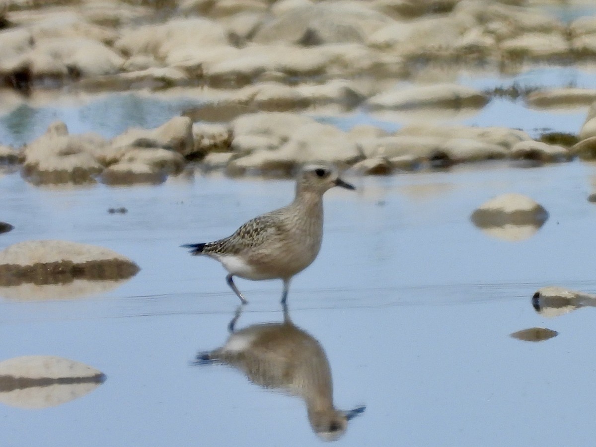 Black-bellied Plover - ML641662186