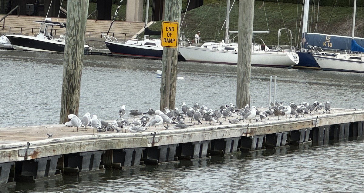 Laughing Gull - ML641662194