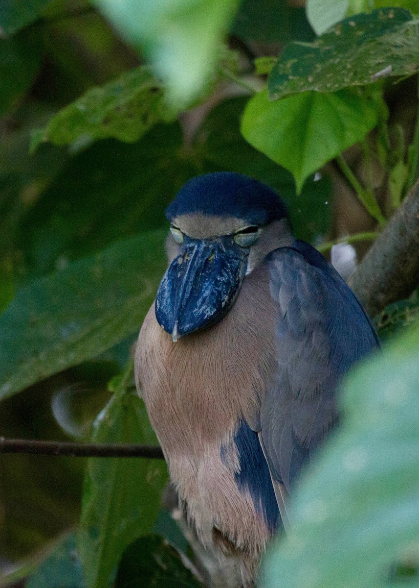 Boat-billed Heron - ML641662196