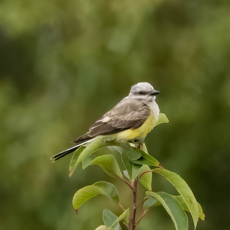 Western Kingbird - ML641662209