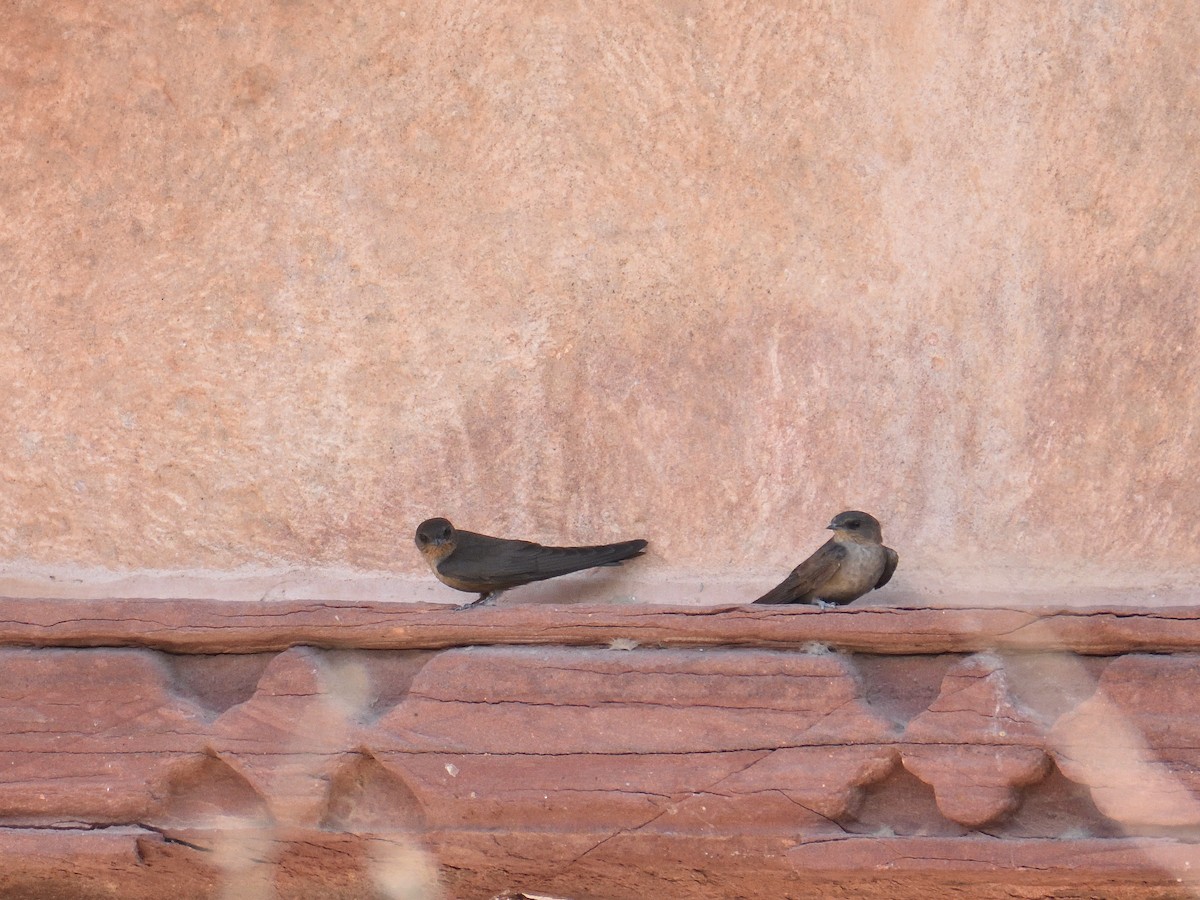 Dusky Crag-Martin - ML641662212