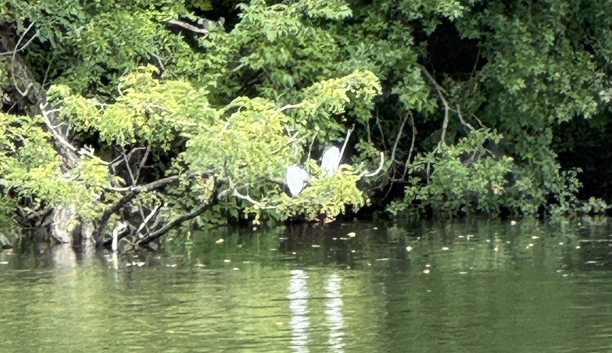 Snowy Egret - ML641662230