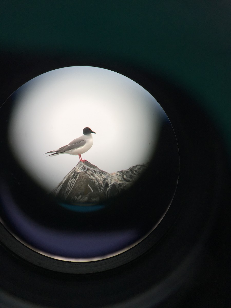 Swallow-tailed Gull - ML641662241