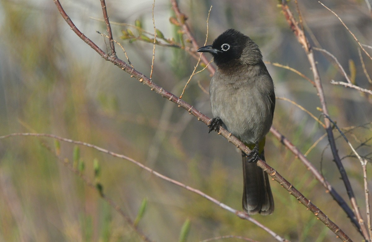 White-spectacled Bulbul - ML641662245