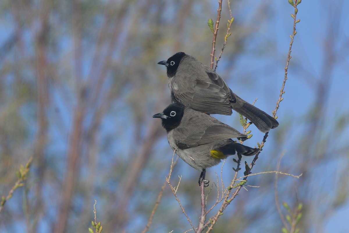 White-spectacled Bulbul - ML641662246