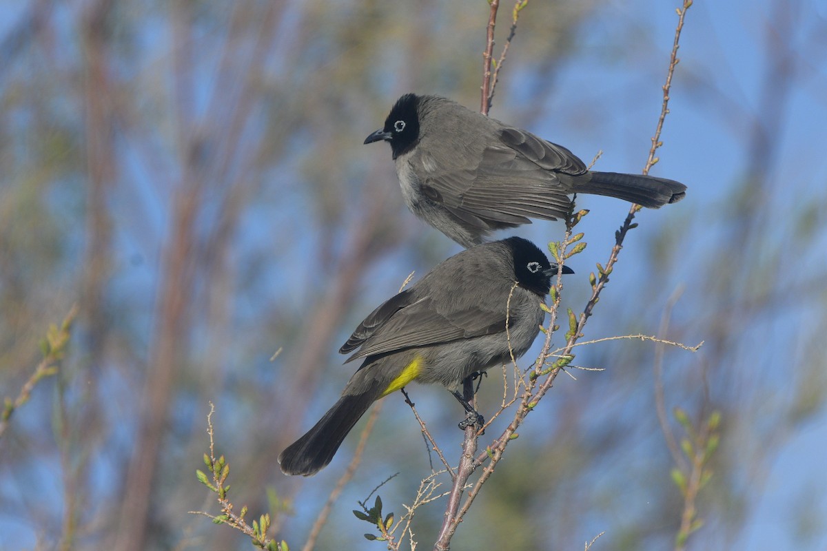 White-spectacled Bulbul - ML641662247