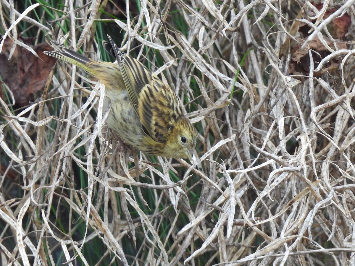 European Serin - ML641662348