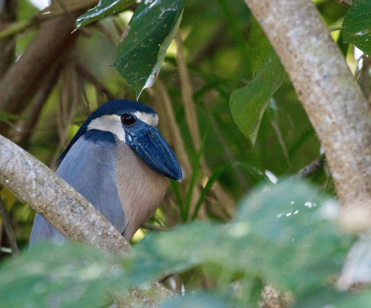 Boat-billed Heron - ML641662375
