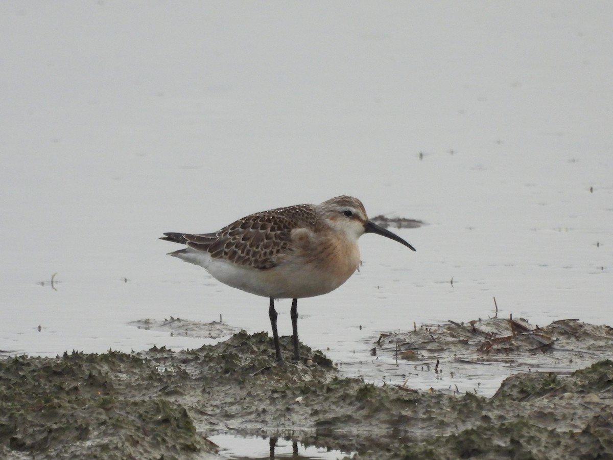 Curlew Sandpiper - ML641662405