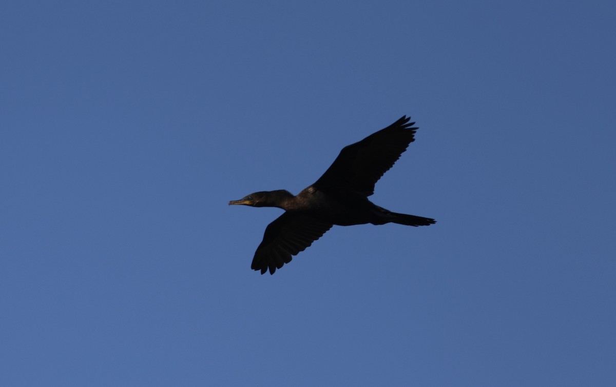 Cormoran vigua - ML641662431