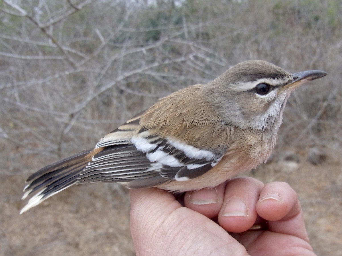 White-browed Scrub-Robin - ML641662450