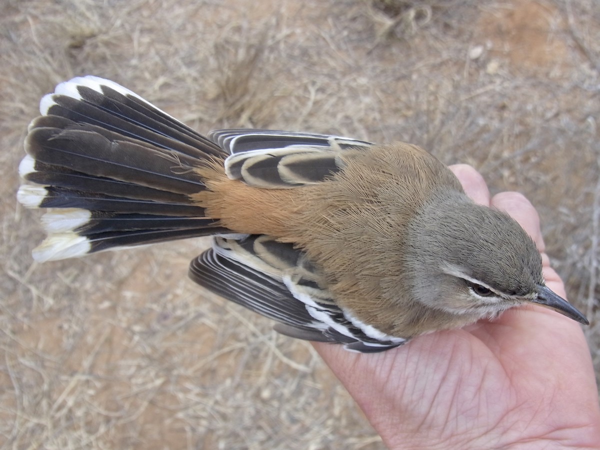White-browed Scrub-Robin - ML641662451