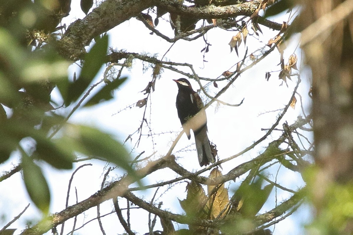 White-eared Solitaire - ML641662458