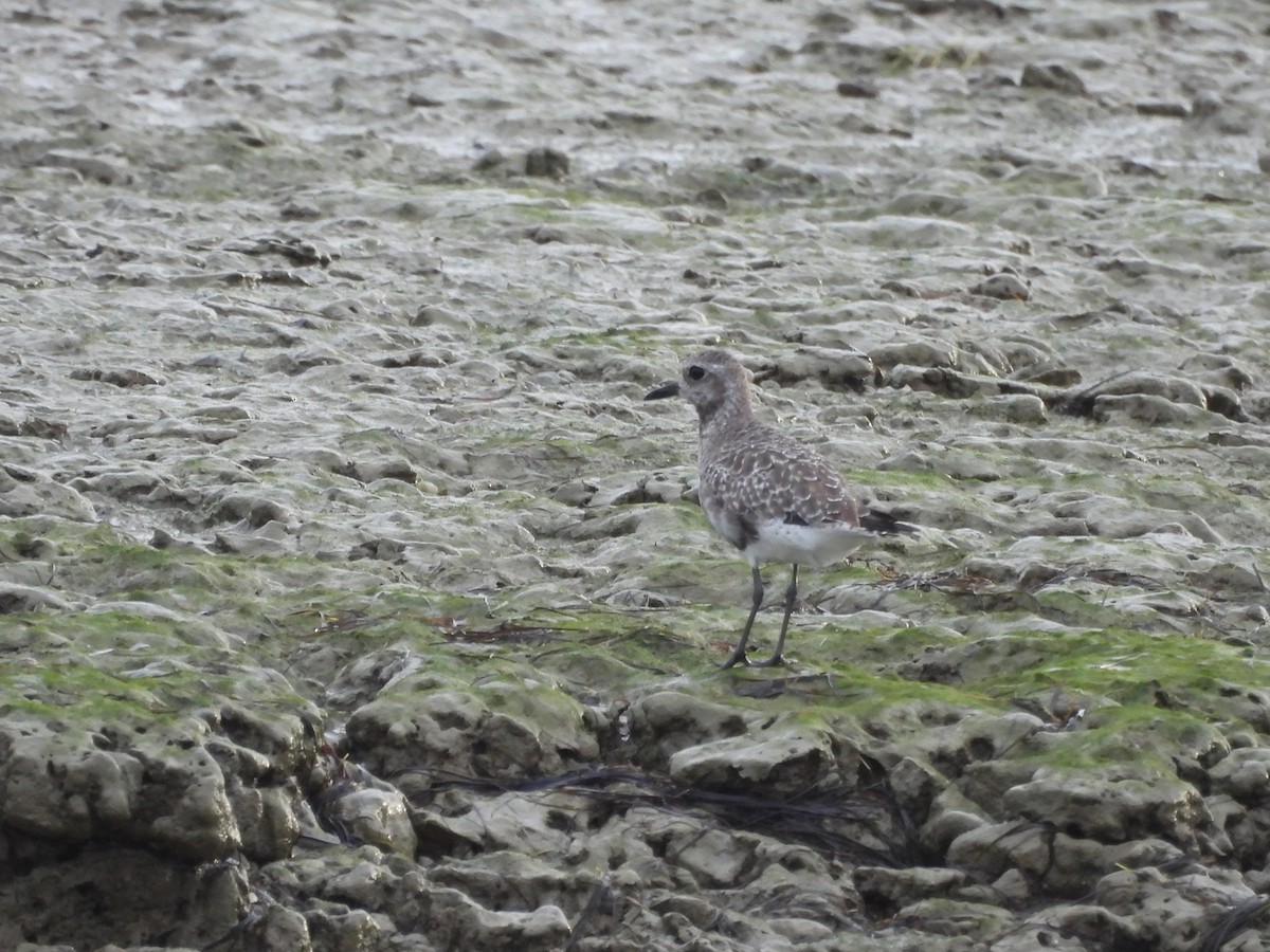 Black-bellied Plover - ML641662485