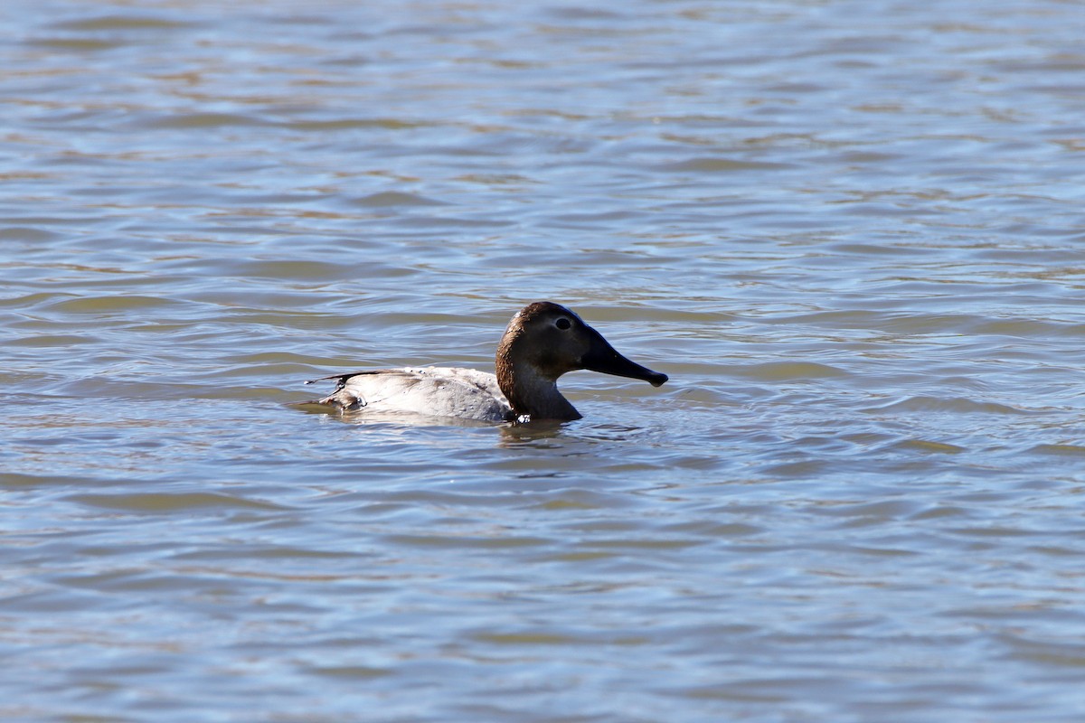 Canvasback - ML641662486