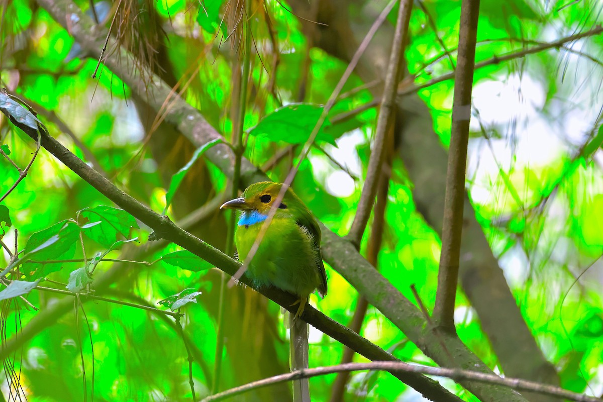 Blue-throated Motmot - ML641662489