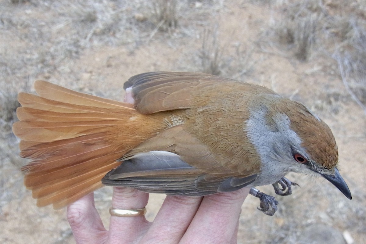 Rufous-tailed Palm-Thrush - ML641662514