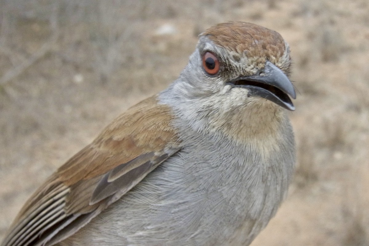 Rufous-tailed Palm-Thrush - ML641662515