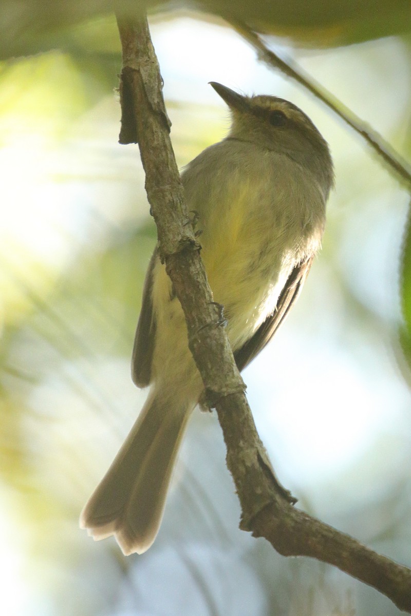 Fuscous Flycatcher - ML641662589