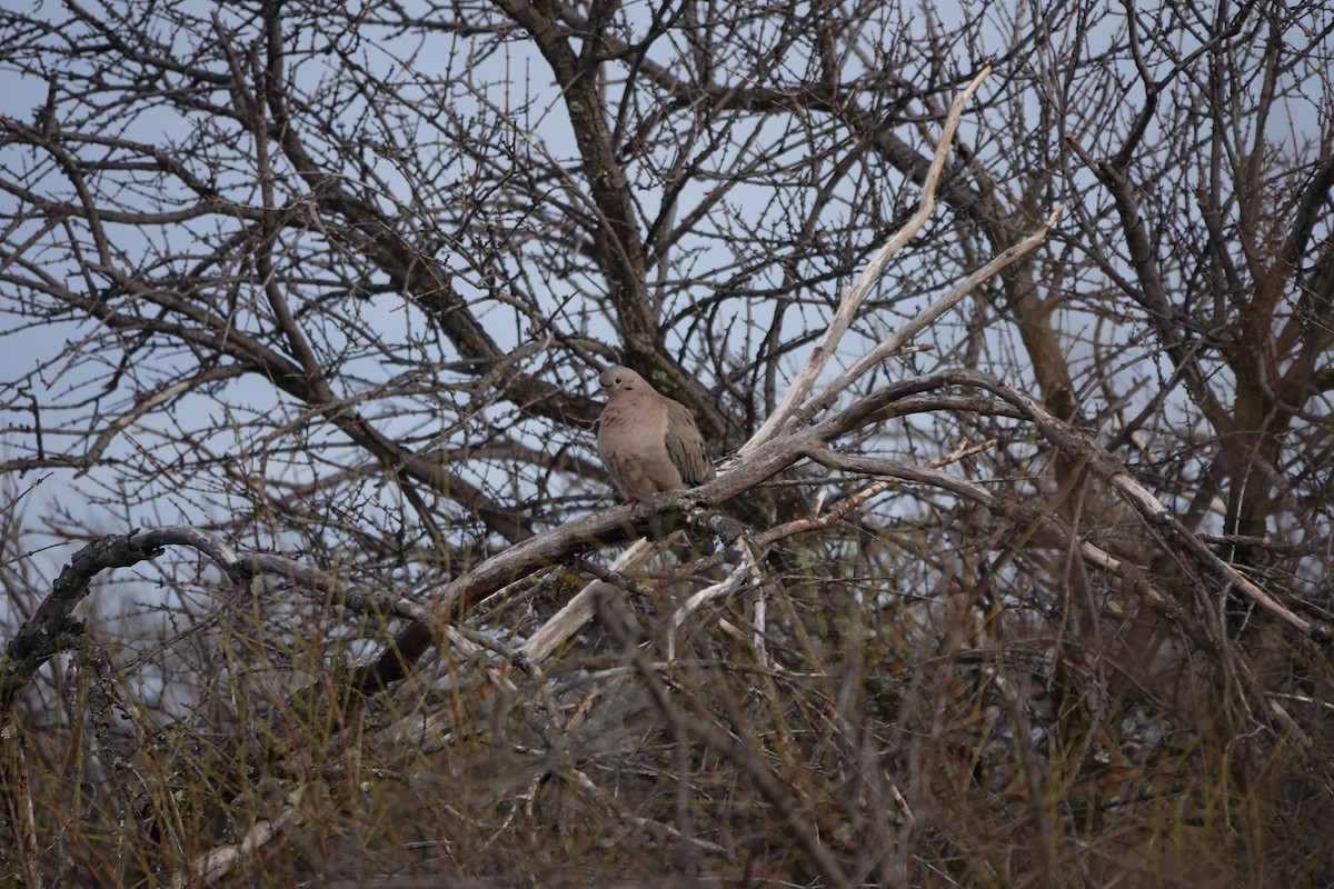 Eared Dove - ML641662655