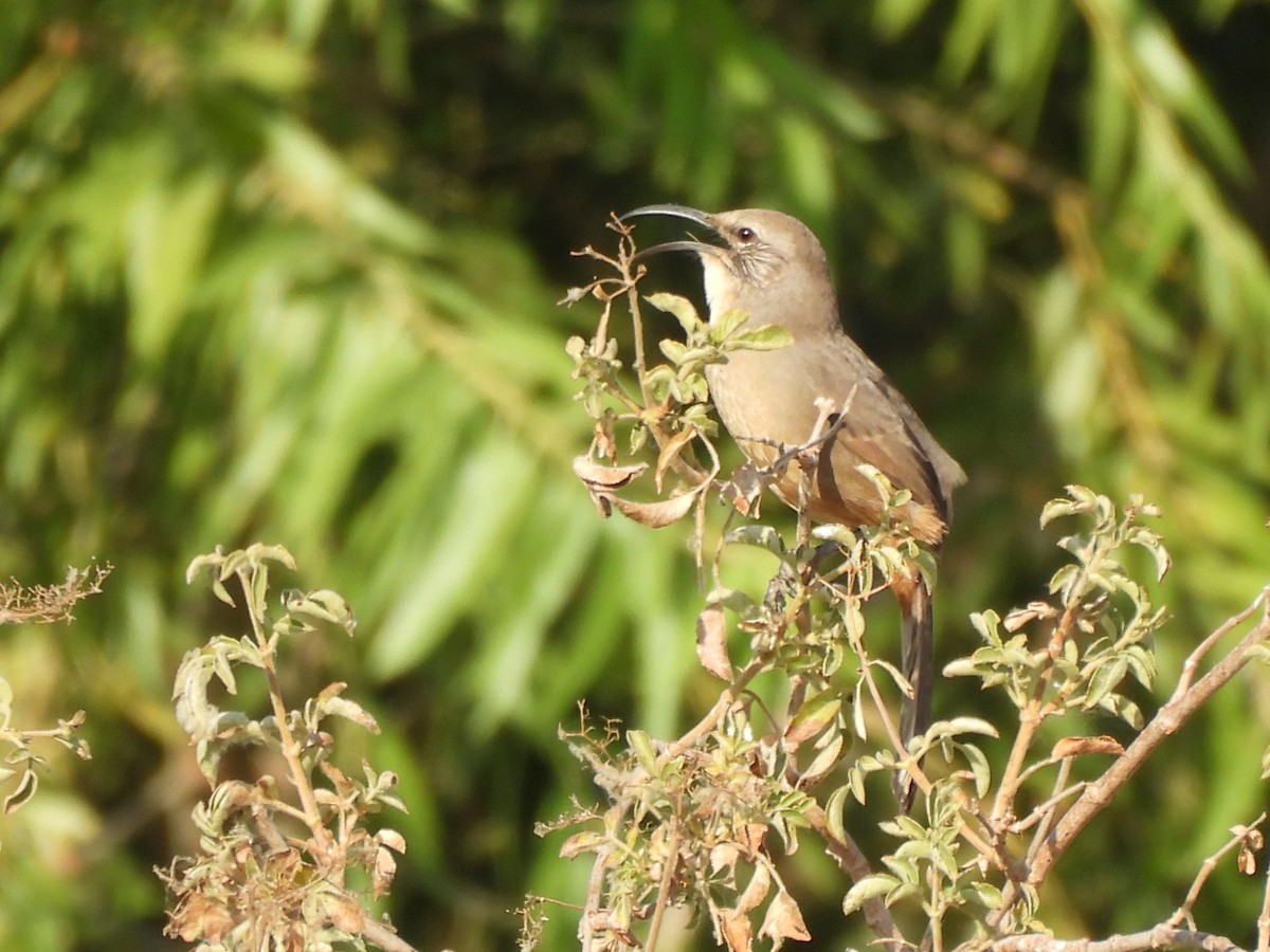California Thrasher - ML641662710