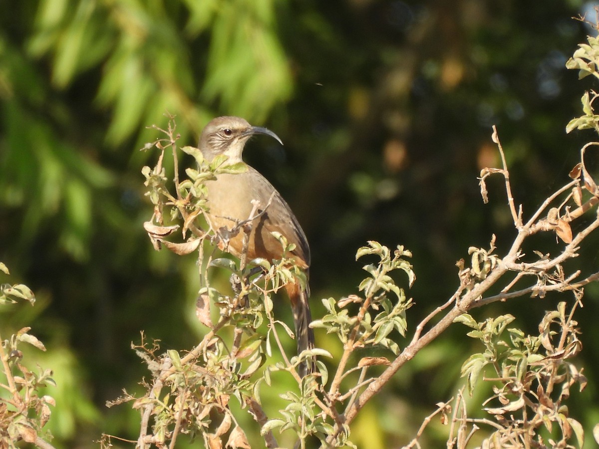 California Thrasher - ML641662711