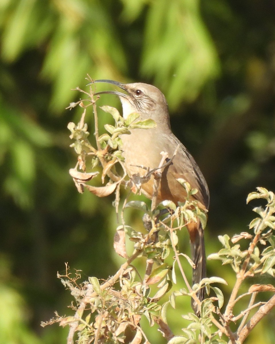California Thrasher - ML641662712