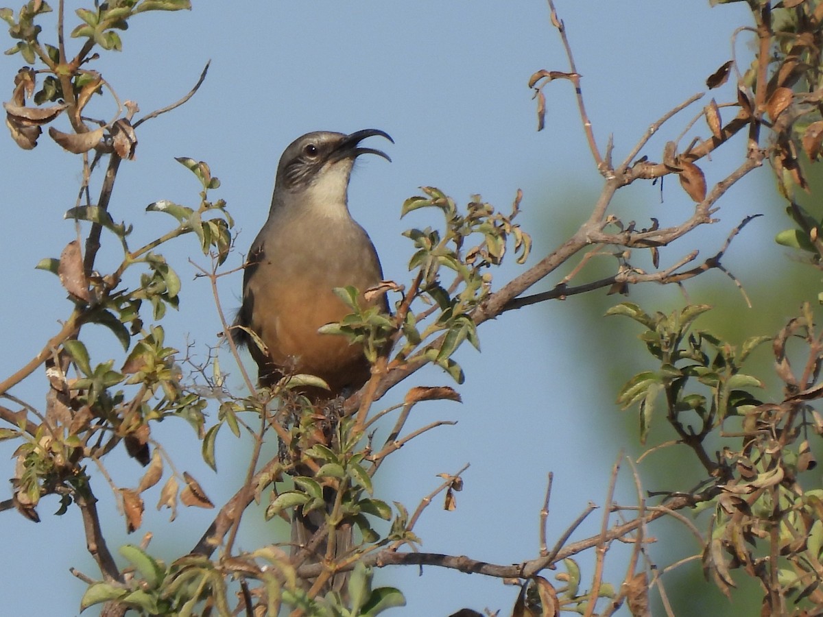 California Thrasher - ML641662713