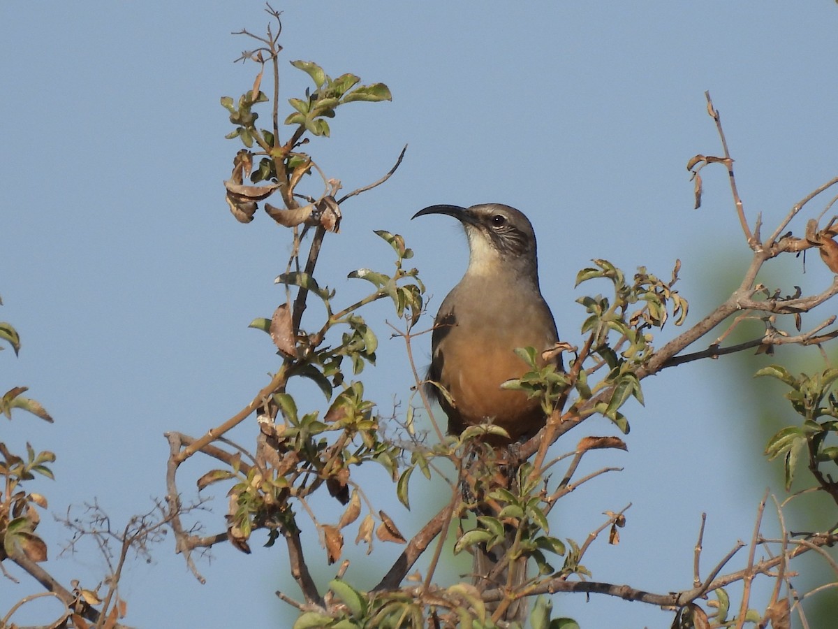 California Thrasher - ML641662714