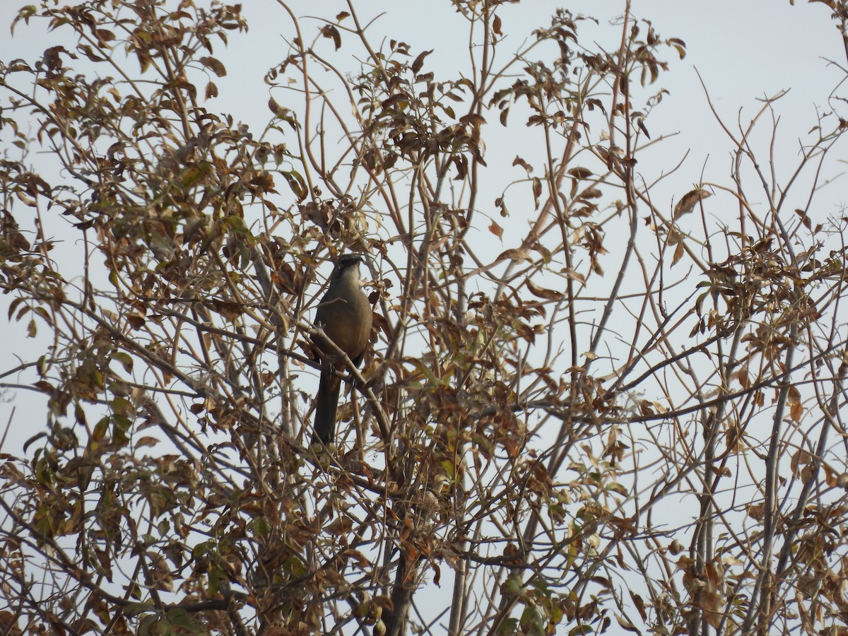 California Thrasher - ML641662715