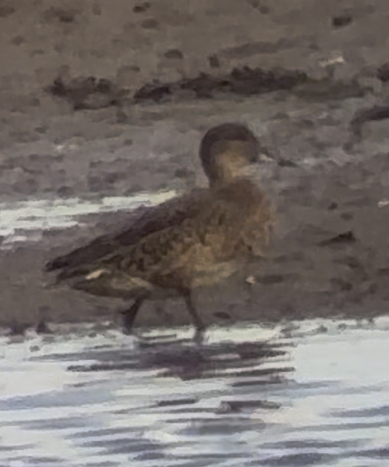 Northern Pintail - ML641662728