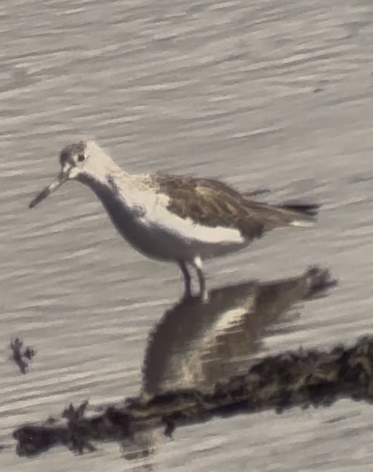 Common Greenshank - ML641662733