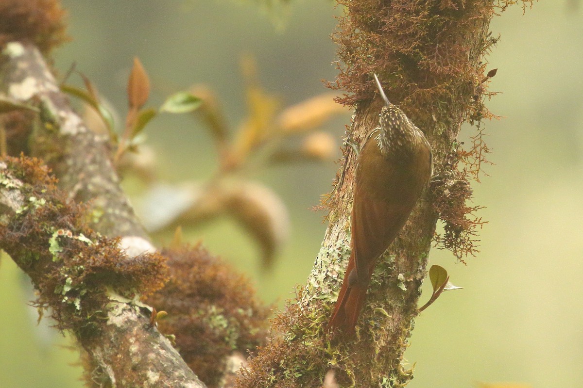 Montane Woodcreeper - ML641662765