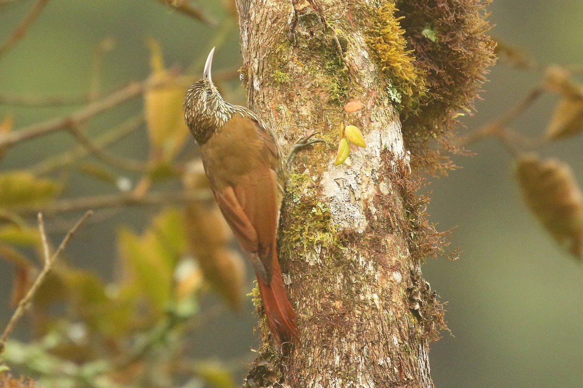 Montane Woodcreeper - ML641662766