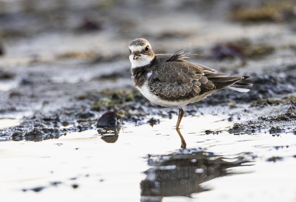 Semipalmated Plover - ML641662782