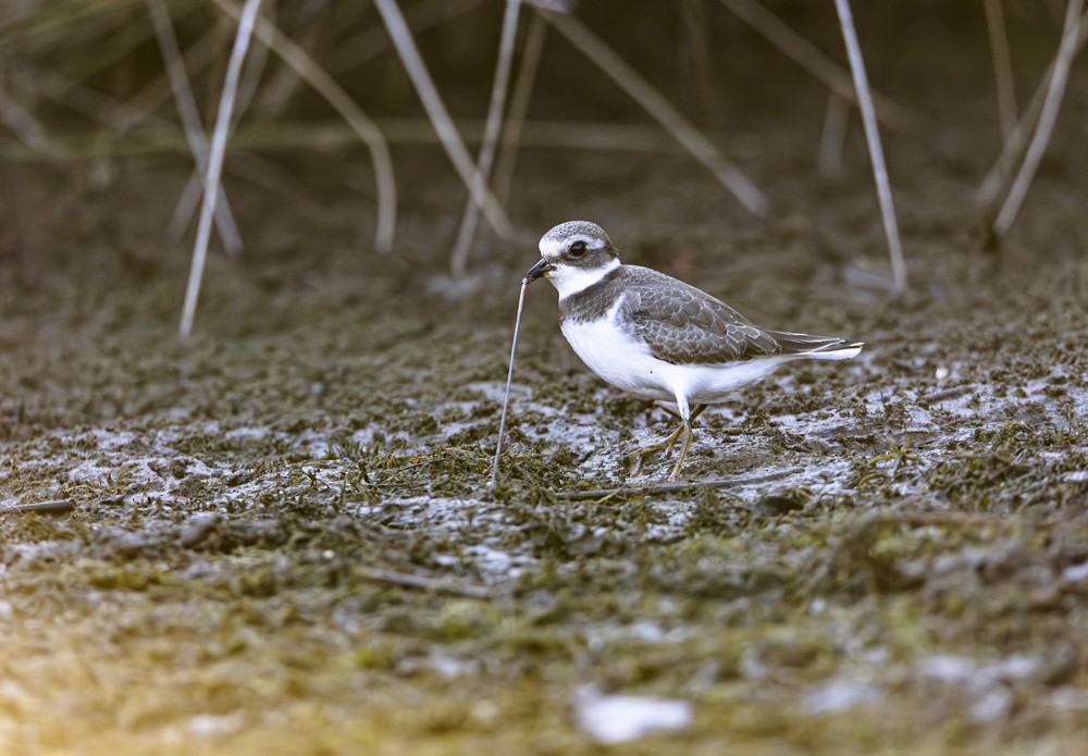 Semipalmated Plover - Thomas Haycraft