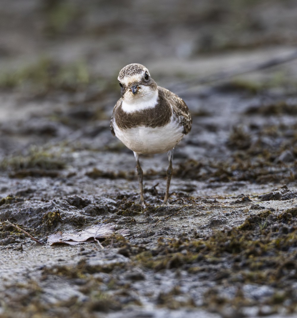 Semipalmated Plover - ML641662784