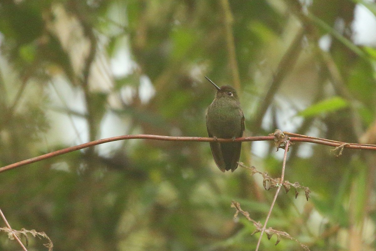 Calzadito Verdoso Sureño - ML641662788