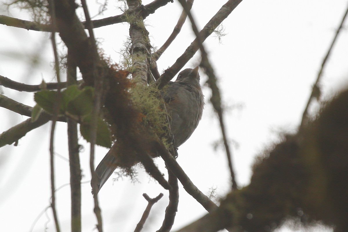 Scimitar-winged Piha - ML641662794