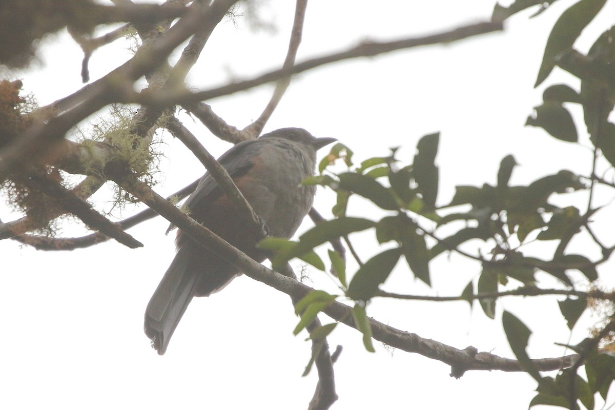 Scimitar-winged Piha - ML641662796