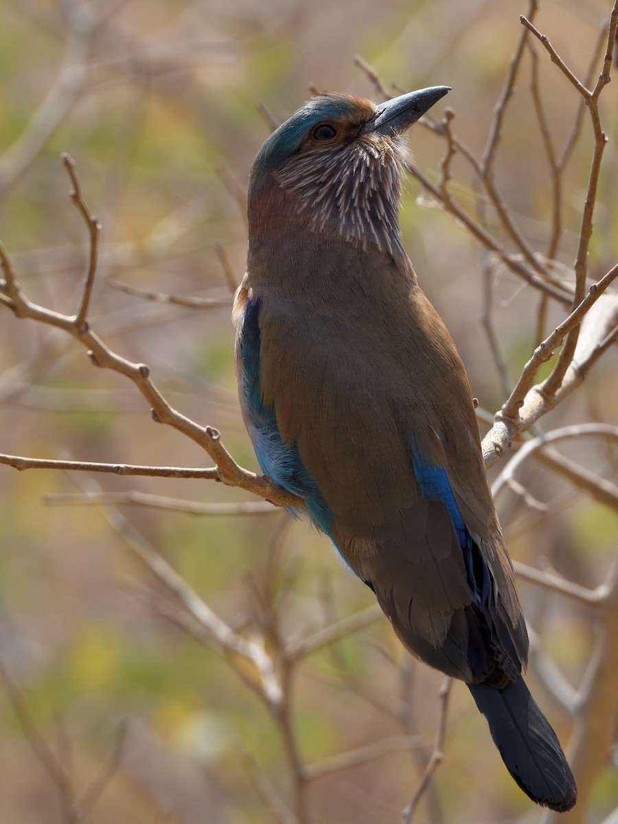 インドブッポウソウ - ML641662901