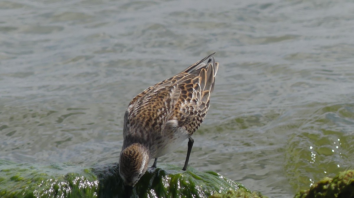 Semipalmated Sandpiper - ML641662902