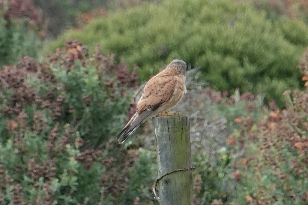 Rock Kestrel - ML641662915