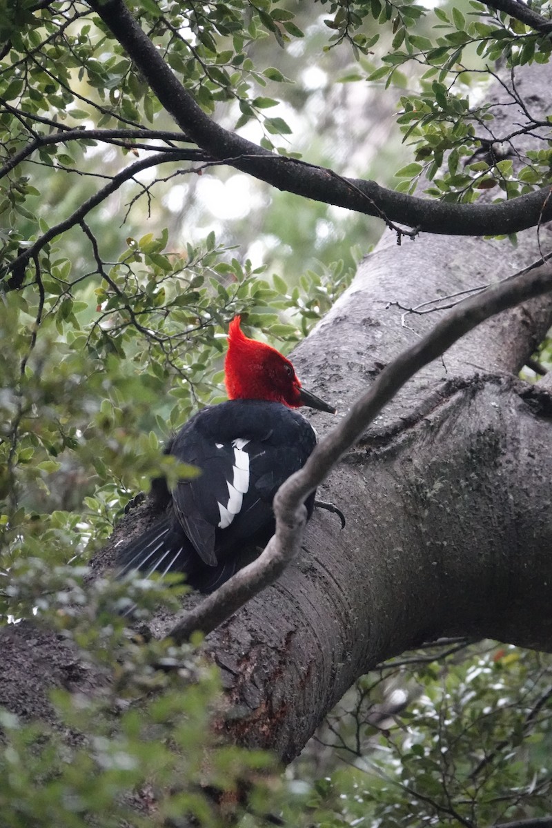 Magellanic Woodpecker - ML641662920